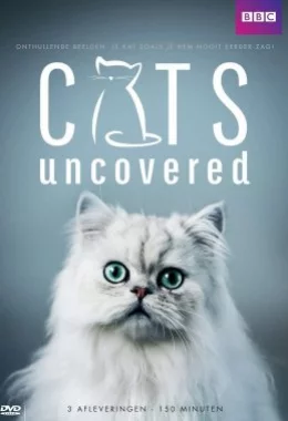 Коти без прикриття дивитися українською онлайн HD якість